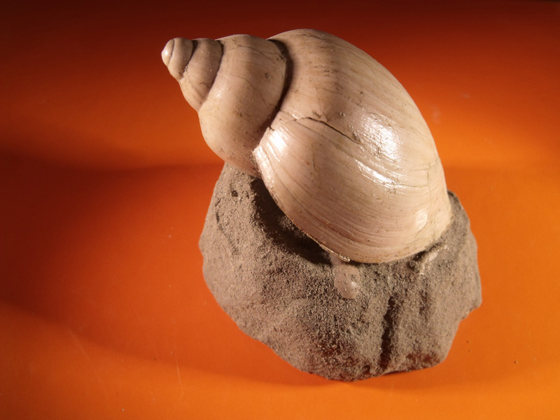 Ampulla priamus